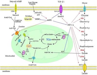 Metabolic Reprogramming and Renal Fibrosis